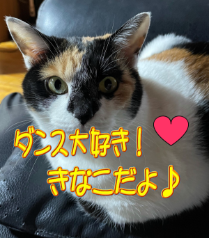 能登とニャンコと時々ダンス