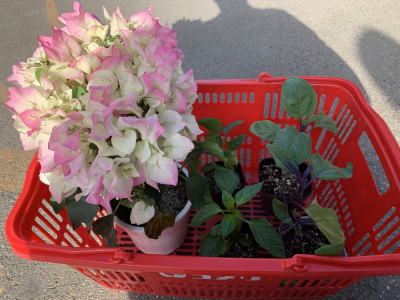 母の日のプレゼント 2021