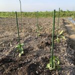 ゆーじの畑 2021年5月15日（土）