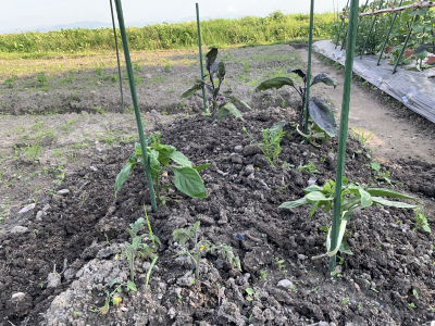 ゆーじの畑 2021年5月29日（土）