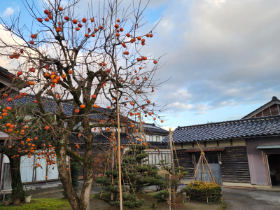 自宅の柿の木 2022年11月27日（日）