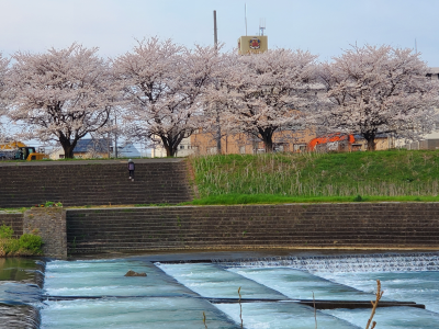 犀川河川敷 2023年4月3日（月）